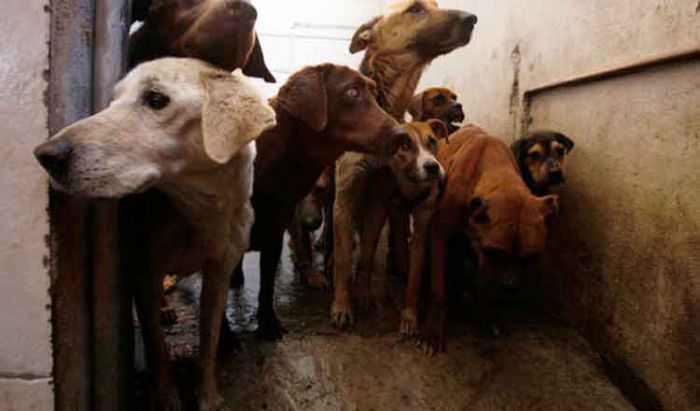 トボンクムン州で高齢男性、狂犬病で死亡