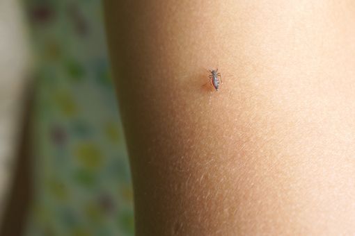 2019年はカンボジアでデング熱が大流行｜病院での早めの受診がおすすめ