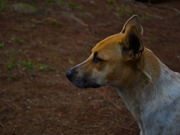 カンボジアでは毎年800人が狂犬病で死亡！ 狂犬病ってなに？ カンボジアで対処すべきこと
