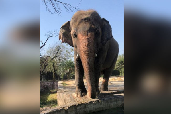 心の病を患う独りぼっちのゾウ、今月中にもカンボジアへ