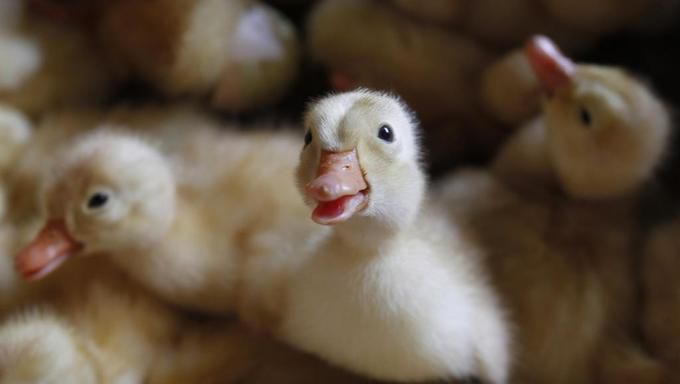 鳥インフルエンザで多数のひよこが死亡