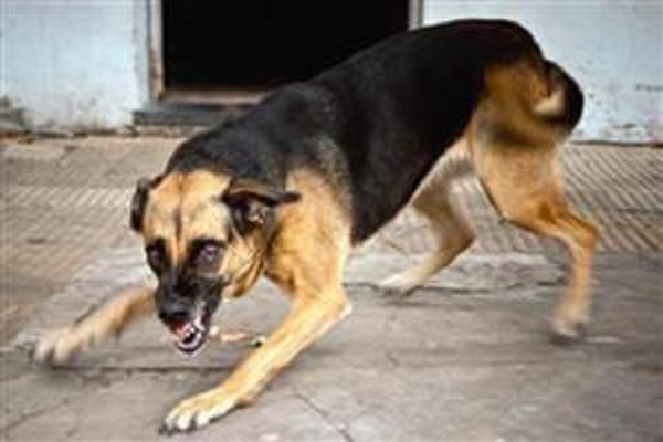 犬のケンカを止めようとした男性が噛まれて死亡か