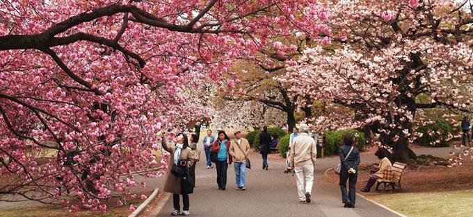 ハノイで桜祭り今月末開催へ、日本の桜咲き誇る