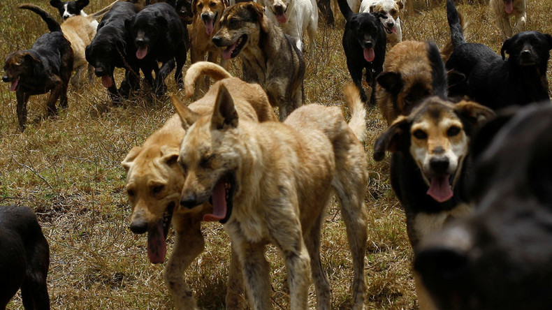 犬の群れに襲われ7歳児死亡