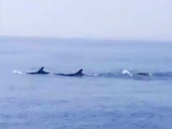 ホイアン海域でイルカみつかる