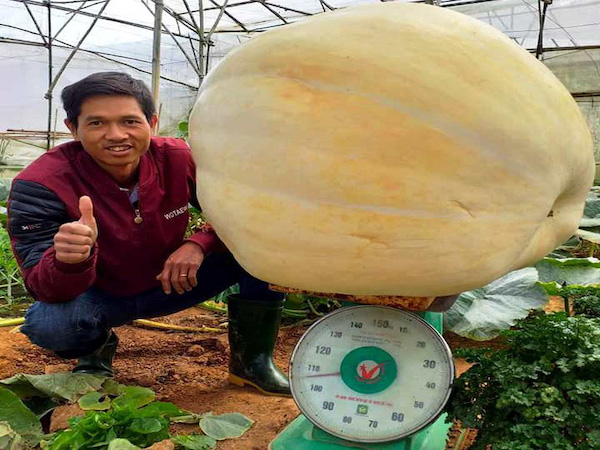 100kg超えの巨大カボチャ、ハロウィンに向け収穫