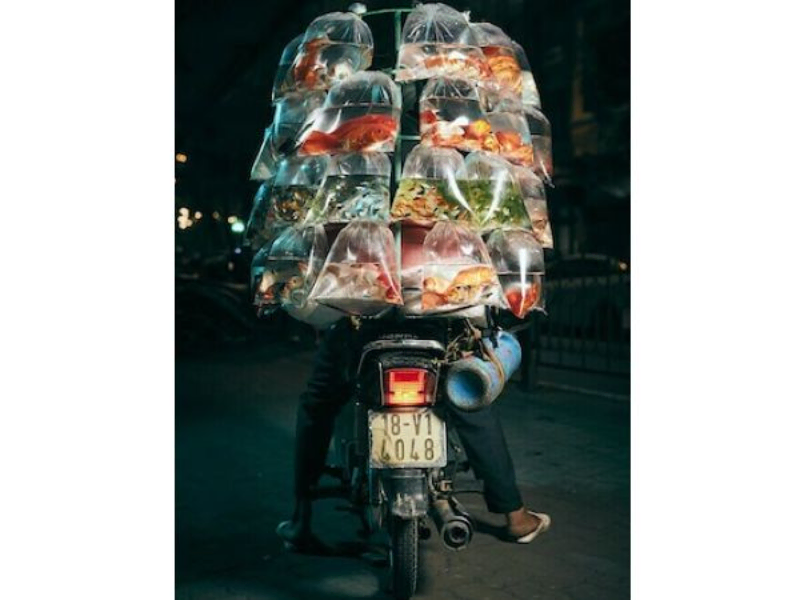 ハノイで観賞魚を売る男性の写真、写真コンテストで最優秀賞に