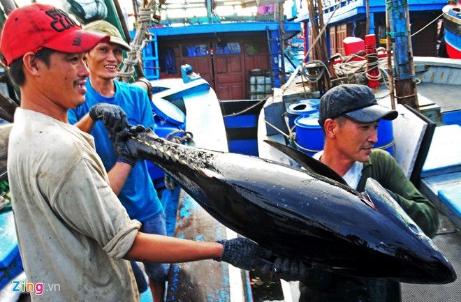 ベトナム産マグロが日本の競りで高値で取引