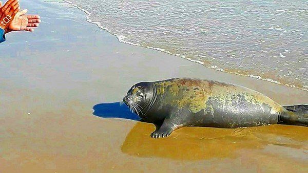アザラシが死亡　漁民が殺害か