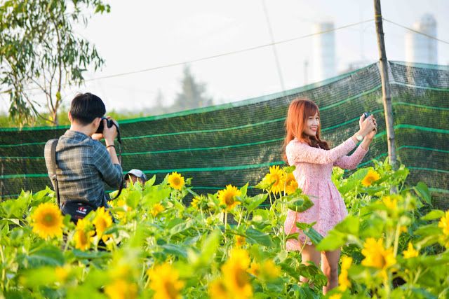 ダナンのあるひまわり園が人気を博す