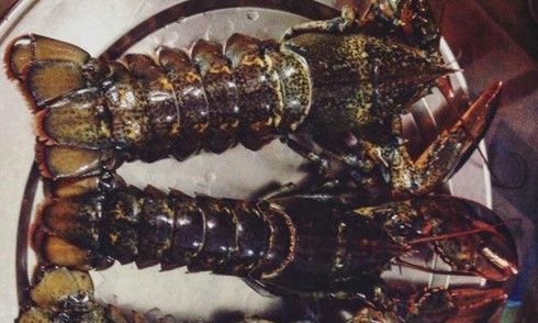 ベトナム、毎年120トンのカナダ産ロブスターを消費