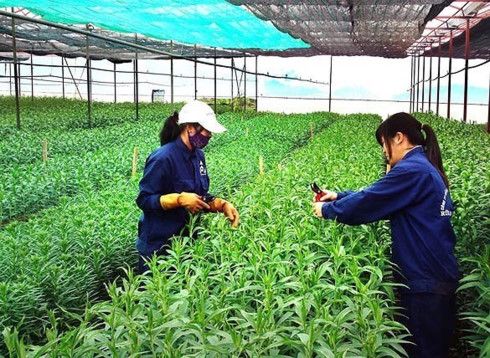 日本政府、ベンチェ省での有機農業開発プロジェクトに支援を提供