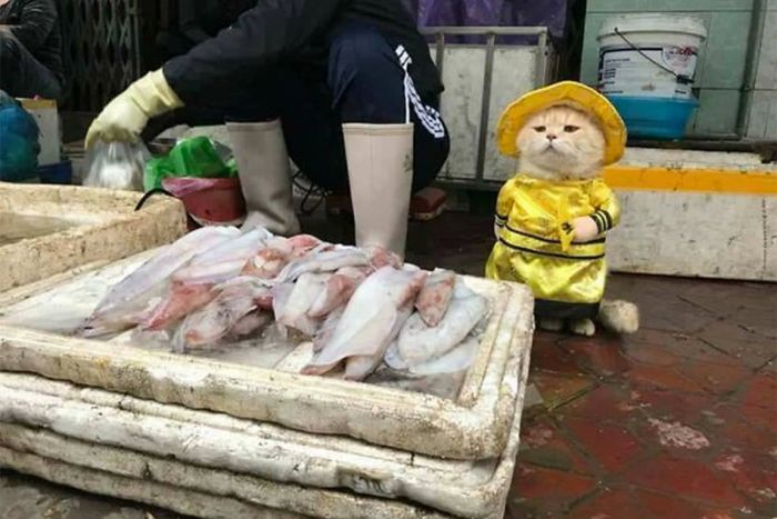 SNSで話題!「犬」と名付けられたハイフォンの猫