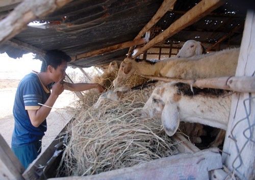 家畜が大量死、干ばつが原因か