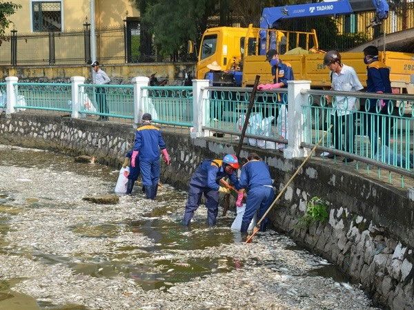 ハノイのタイ湖で魚大量死、原因は不明