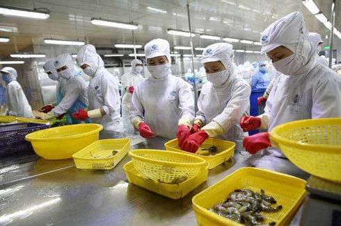 三井物産、ベトナムのエビ養殖最大手に170億円投資