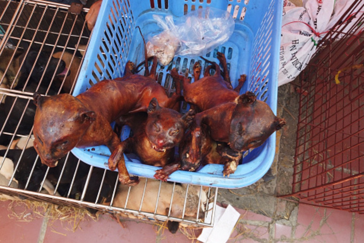 ベトナムの猫肉料理