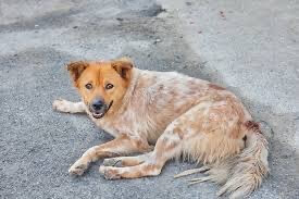 狂犬病対策と動物接触注意のイメージ