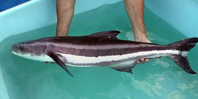 ベトナムで販売されているcá giò(スギ・cobia)
