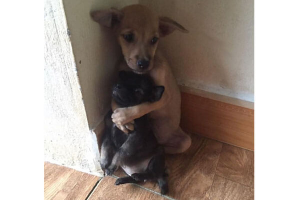 お互いを抱きしめる子犬、ベトナムで保護された子犬が話題に