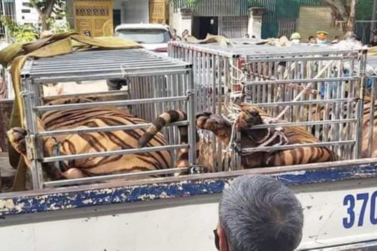 大人のトラ15頭を住宅で飼育：ゲアン省で警察が発見
