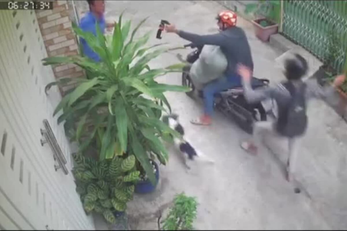 スタンガンを持った犬泥棒、飼い主に唐辛子スプレーを浴びせ逃走