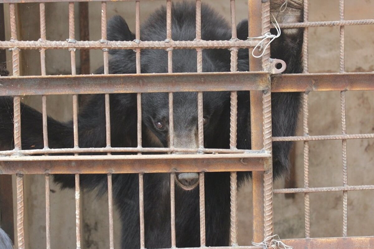 ベトナムで飼育されているクマ、半数以上をハノイ市が保有