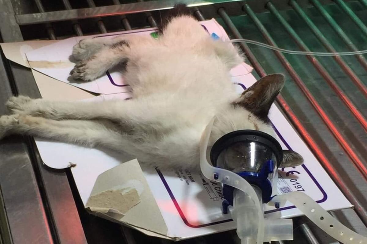 ホーチミン市の飲食店が野良猫20匹以上を毒殺、市民の怒り高まる