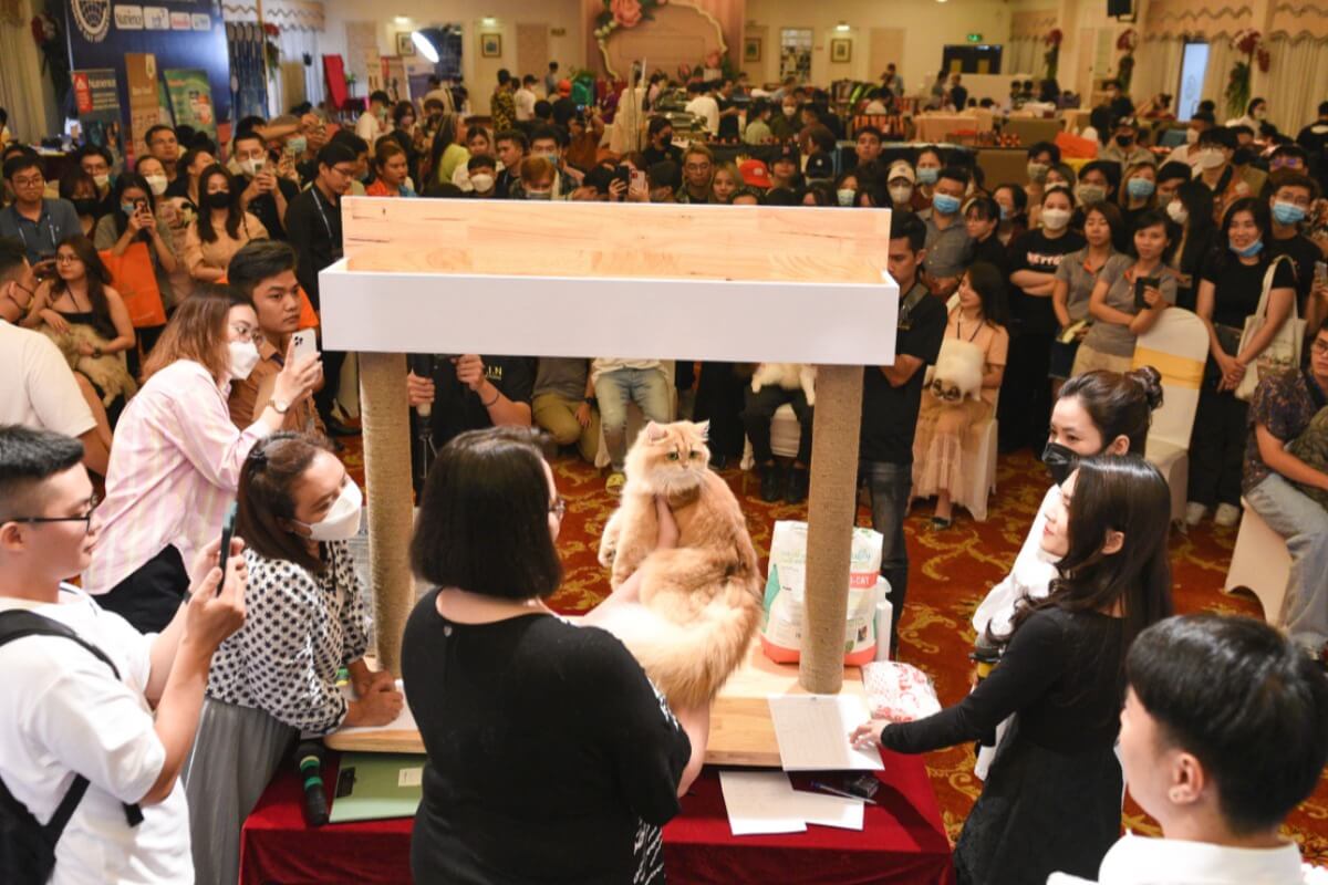 オシャレ猫が大集合、ホーチミン市で猫の美人コンテストが開催
