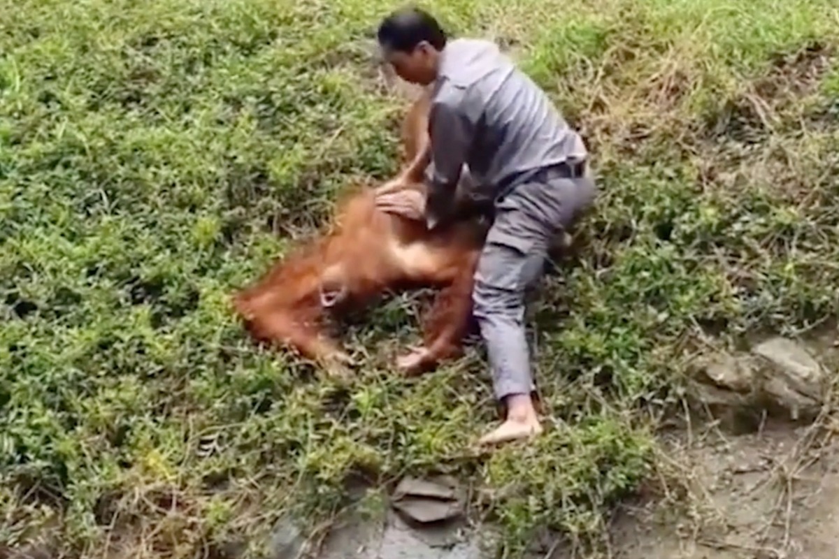 来園者がプールに餌を投げる、オランウータンが溺死寸前に