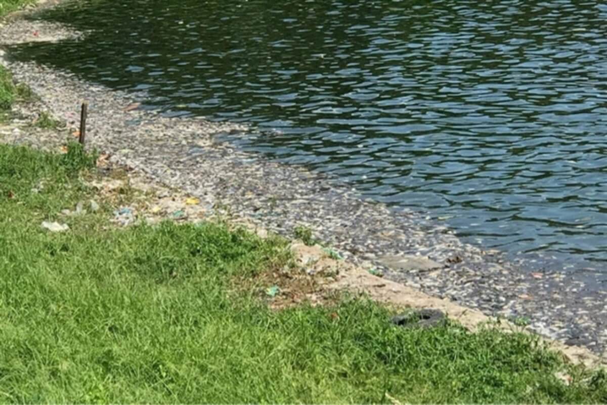ハノイ市の湖で魚が大量死、周囲に悪臭を放つ