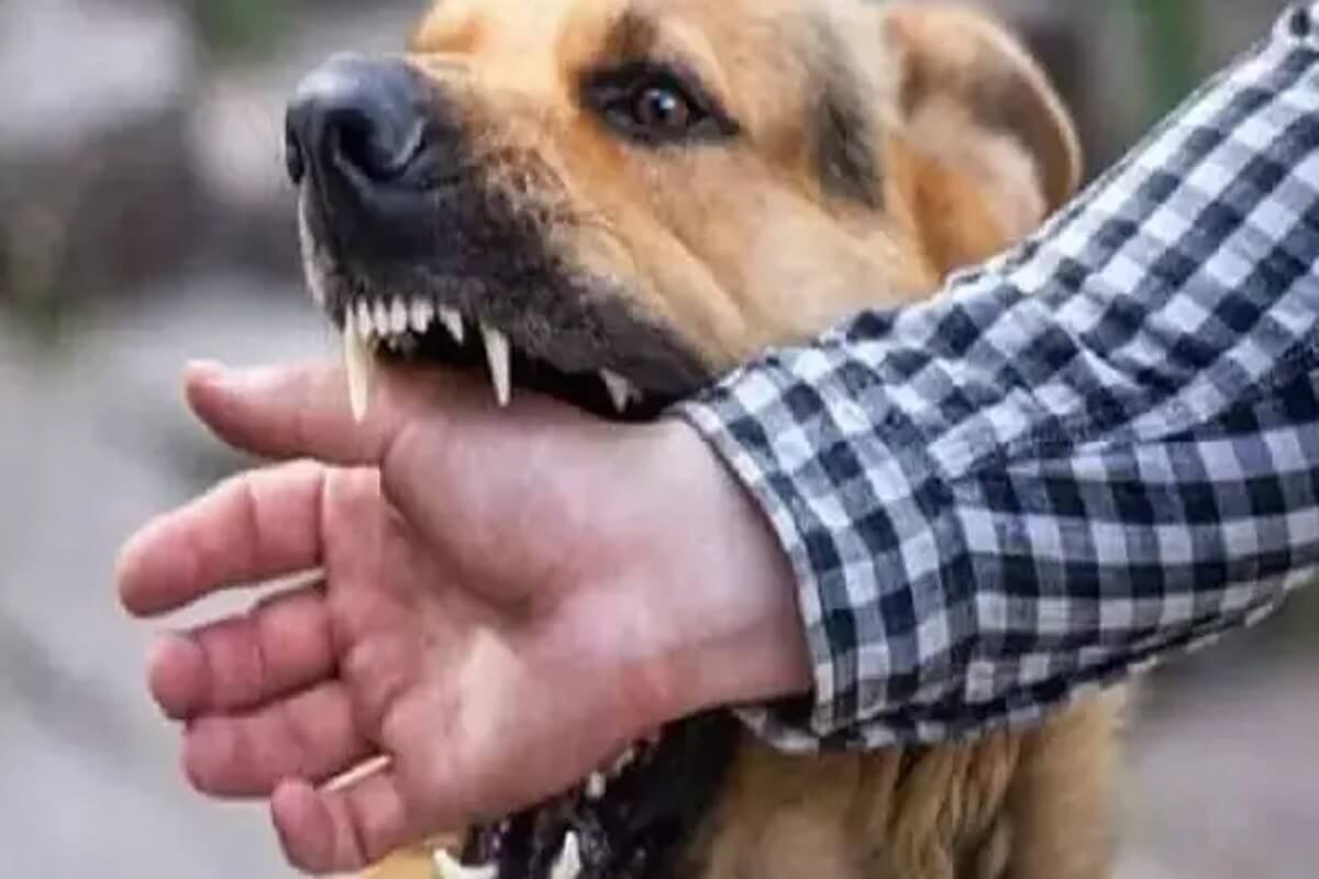 飼い犬のピットブルに隣人を襲わせ入院させる、口論発端で　ダナン