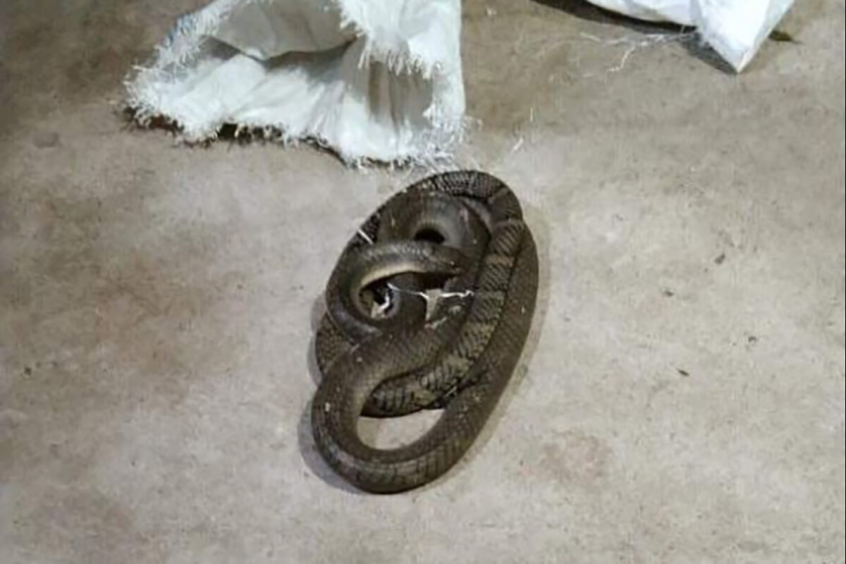 ドンナイ省の男性がキングコブラを素手で捕獲、その後死亡