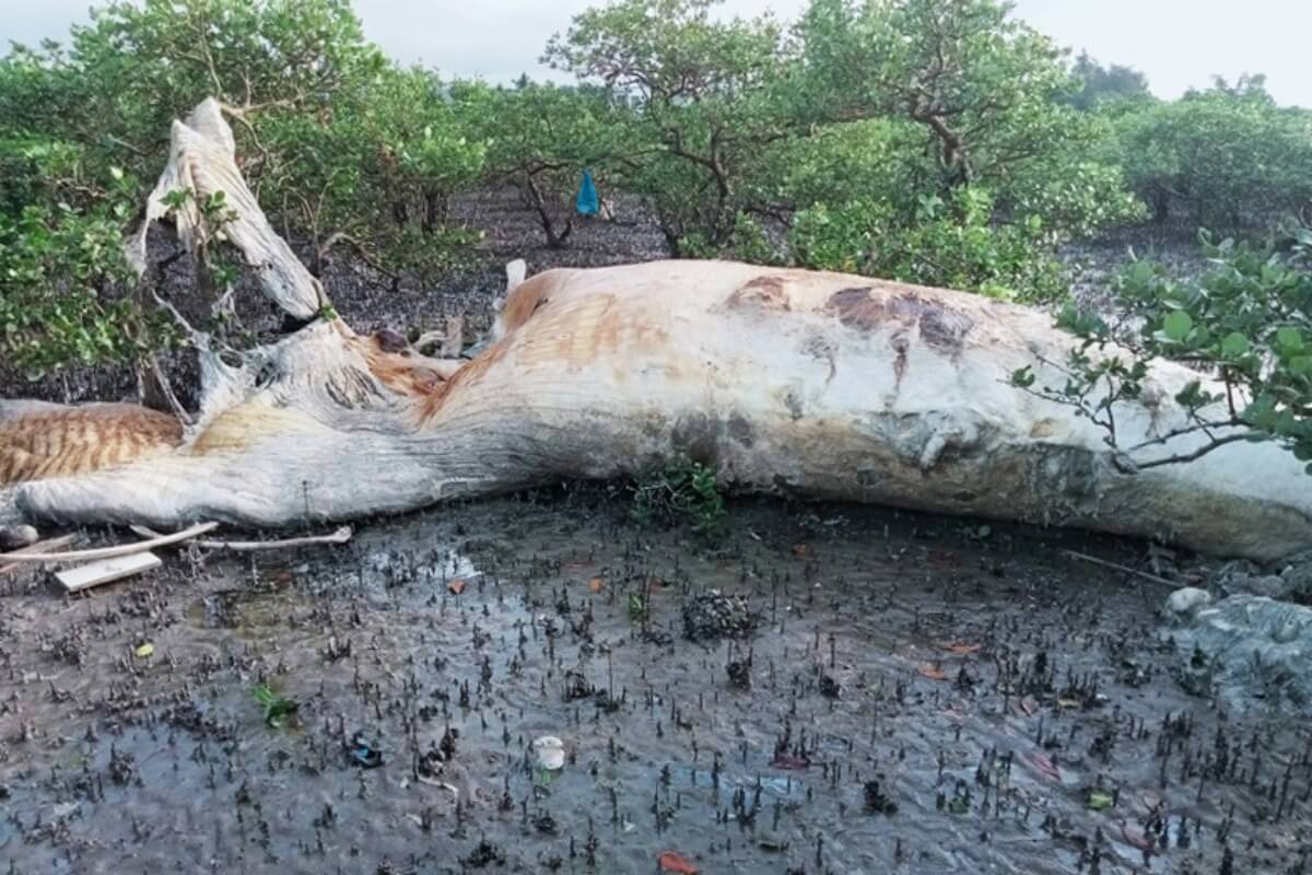 マングローブ林に巨大なクジラの死骸が打ち上げられる ベトナム北部
