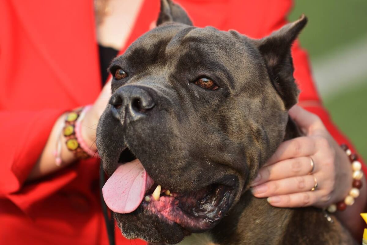 ベトナム政府、野良犬捕獲チーム設立を各地方に要請