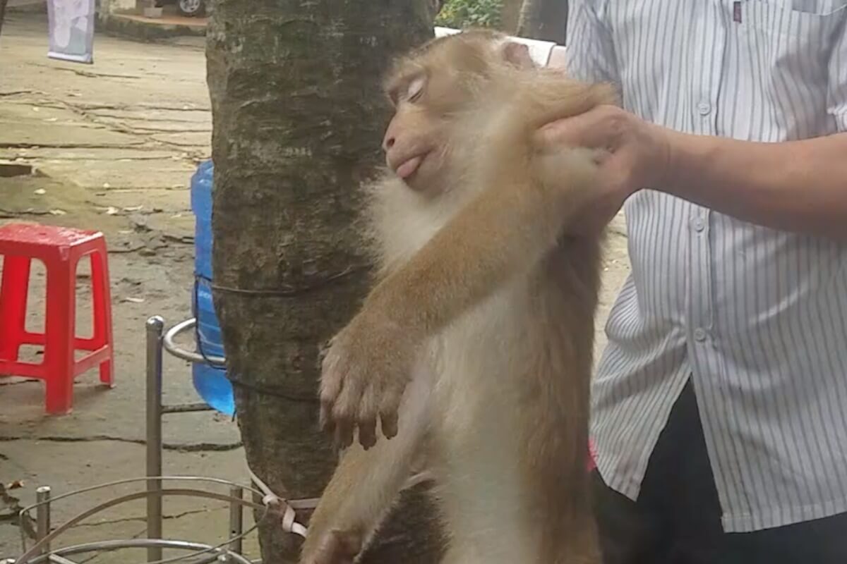 ホーチミン市の迷惑ザル、捕獲されクチへ移送