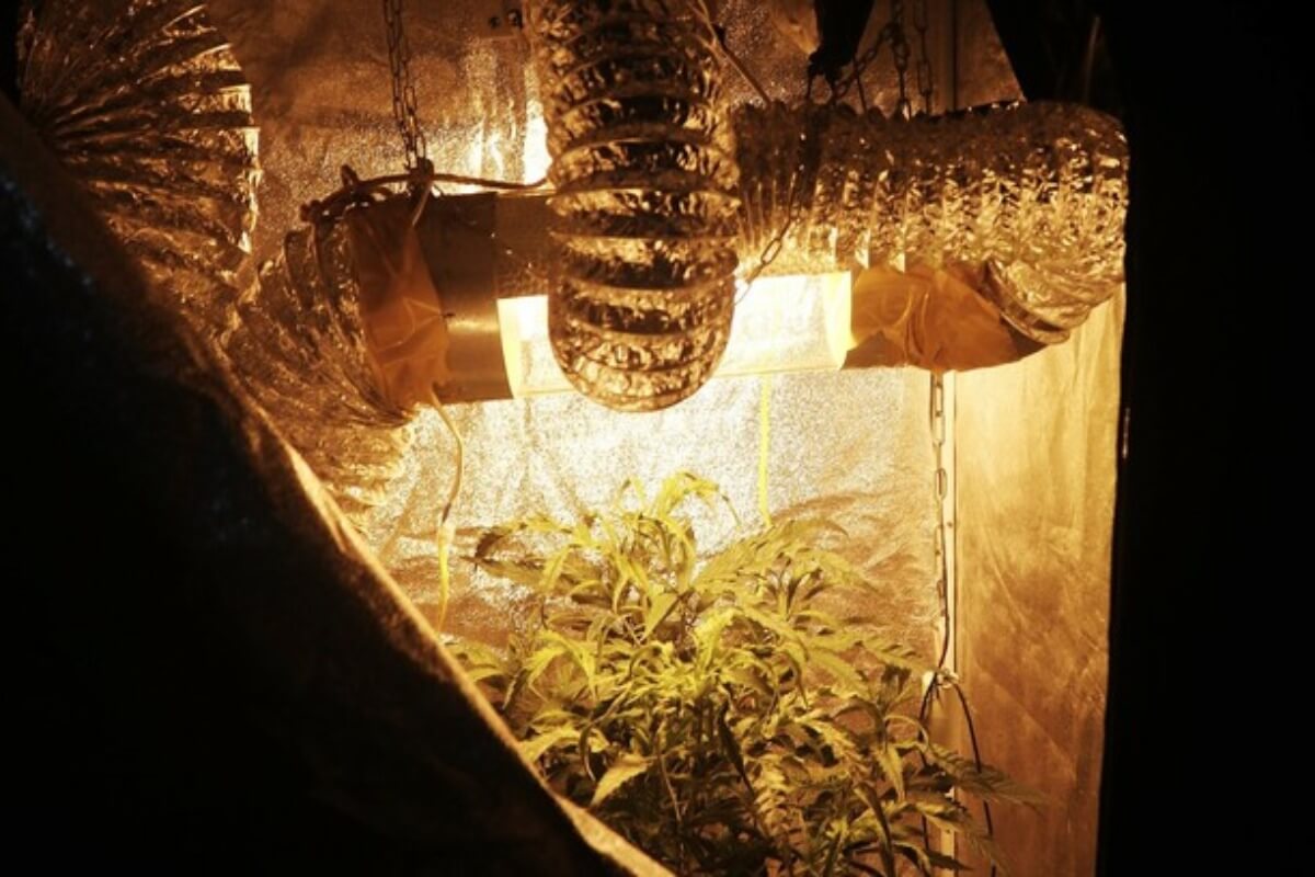 ファンティエットで大麻栽培、外国人カップルが逮捕