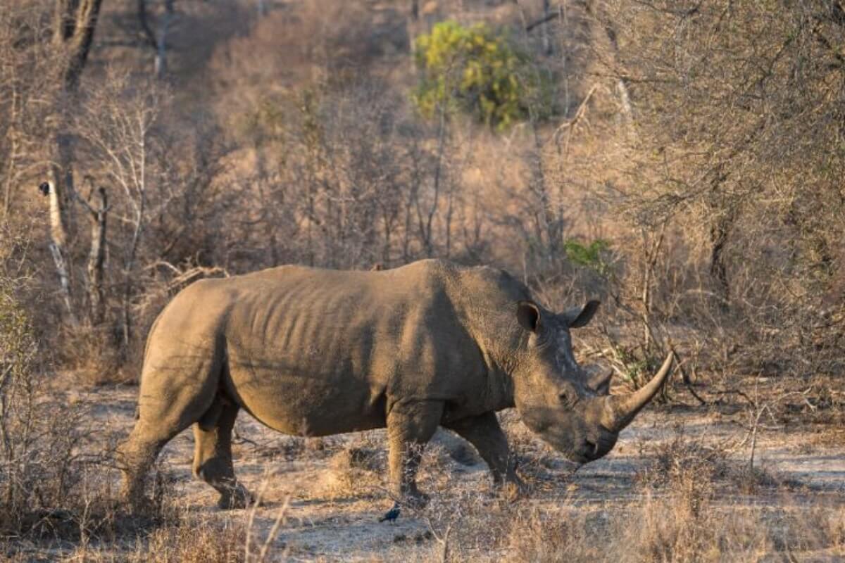 ベトナム中部でサイ6頭が原因不明の死を遂げる