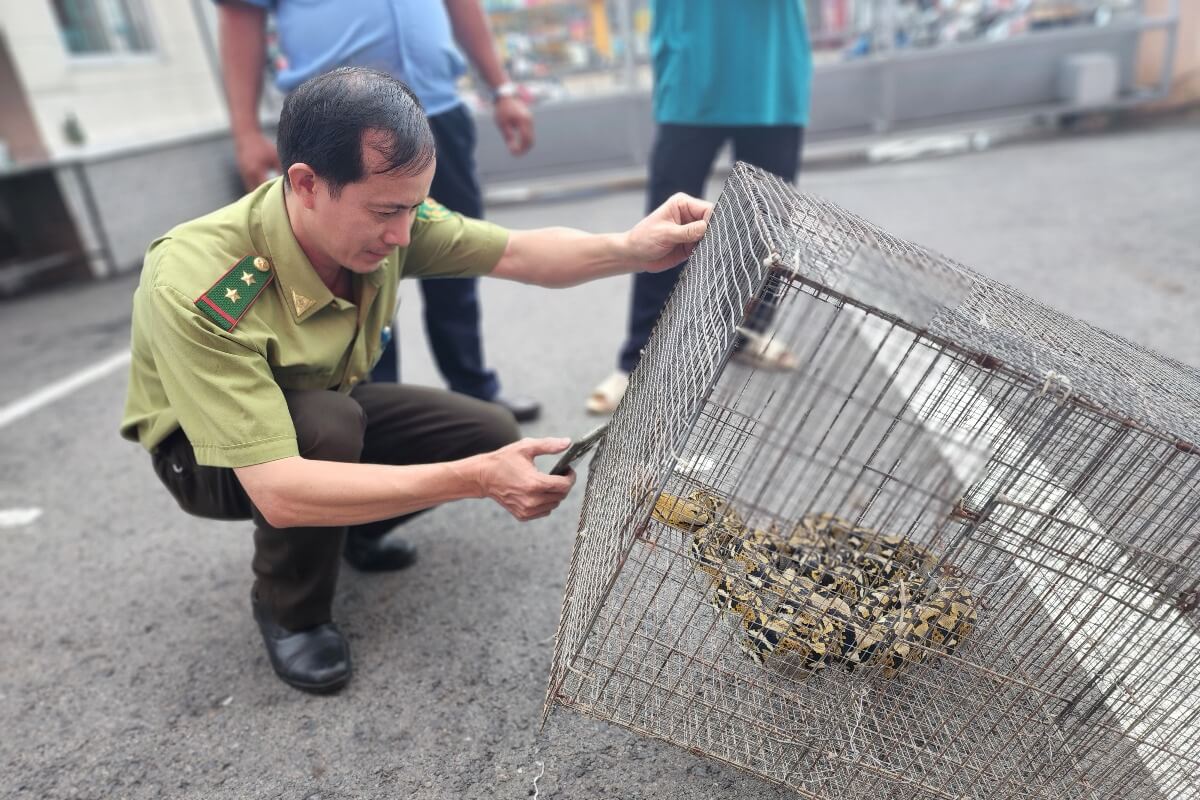 体長2メートルのアミメニシキヘビ、ホーチミン市の高校で見つかる