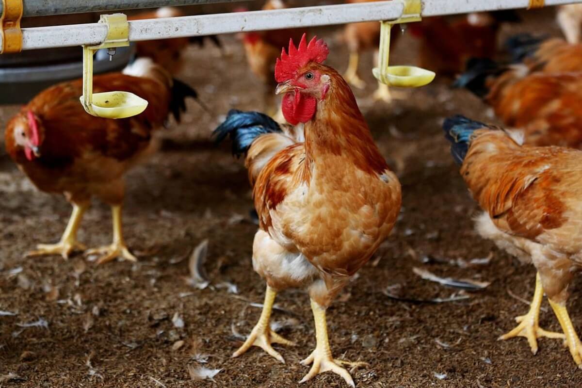 ベトナムで8年ぶり、鳥インフルエンザのヒト感染例を記録
