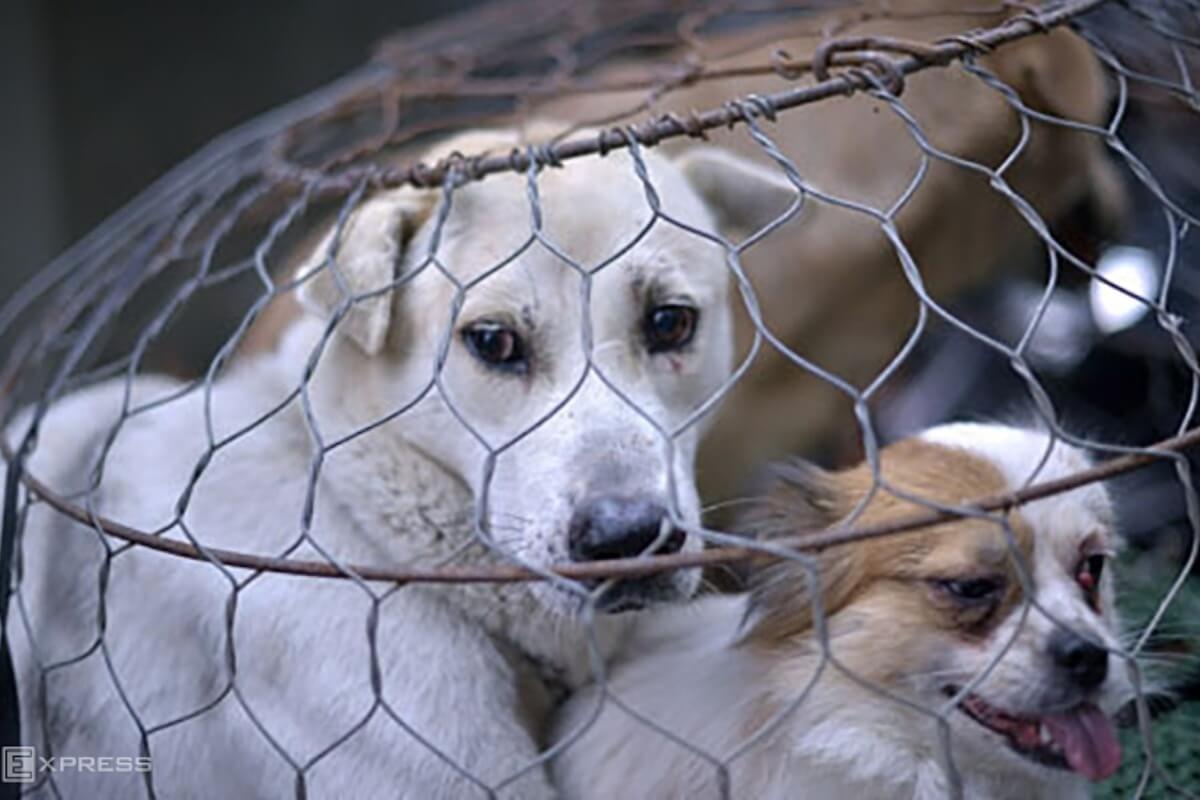 ハノイ市の男性、犬屠殺後に狂犬病で死亡