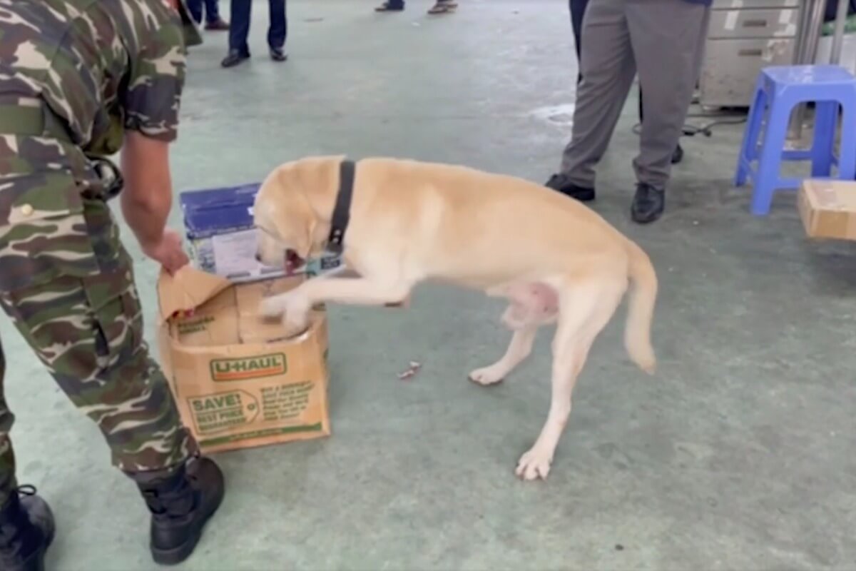 麻薬探知犬お手柄、米国からの荷物に入った覚せい剤20kgを摘発
