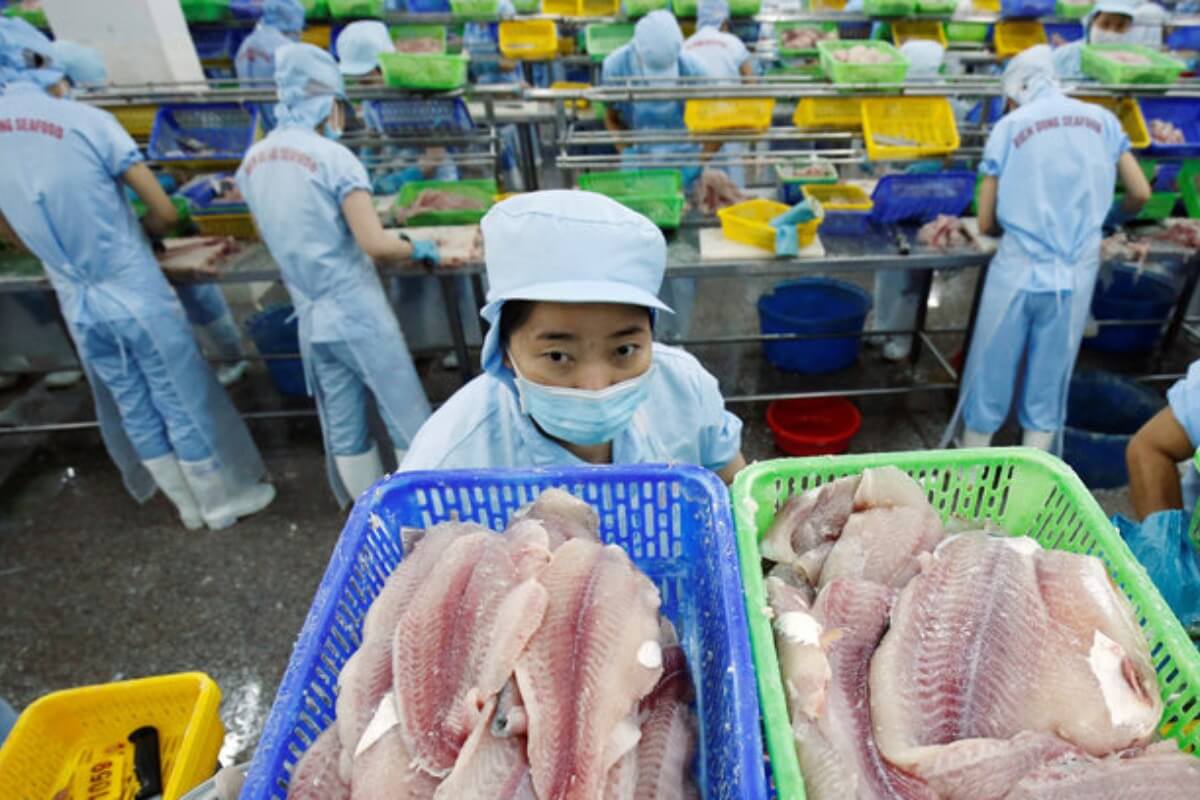 10月のパンガシウス輸出、需要の落ち込みにより今年最低へ