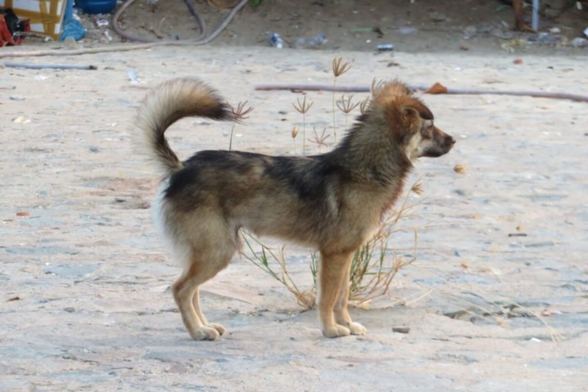 3トン規模の犬泥棒組織、逮捕・解体へ