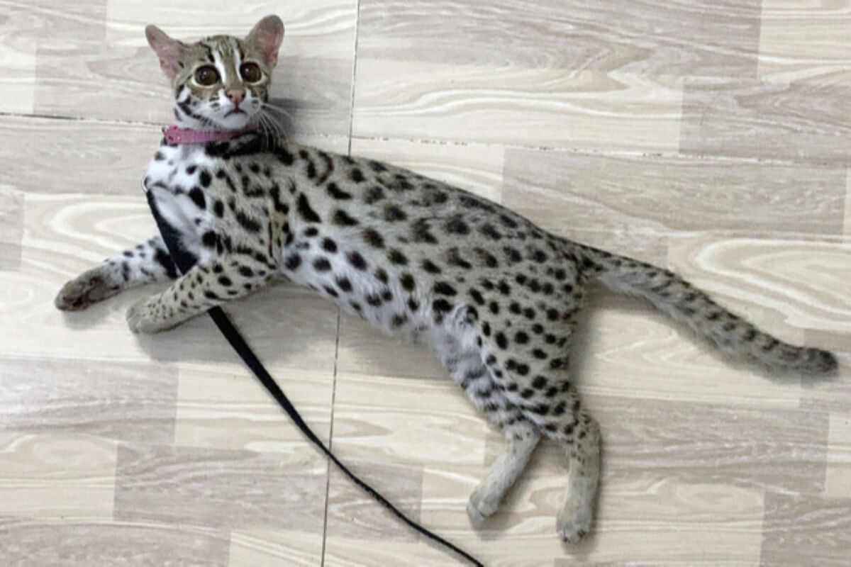 猫年による需要急増、ベトナムで山猫の密猟・販売が横行