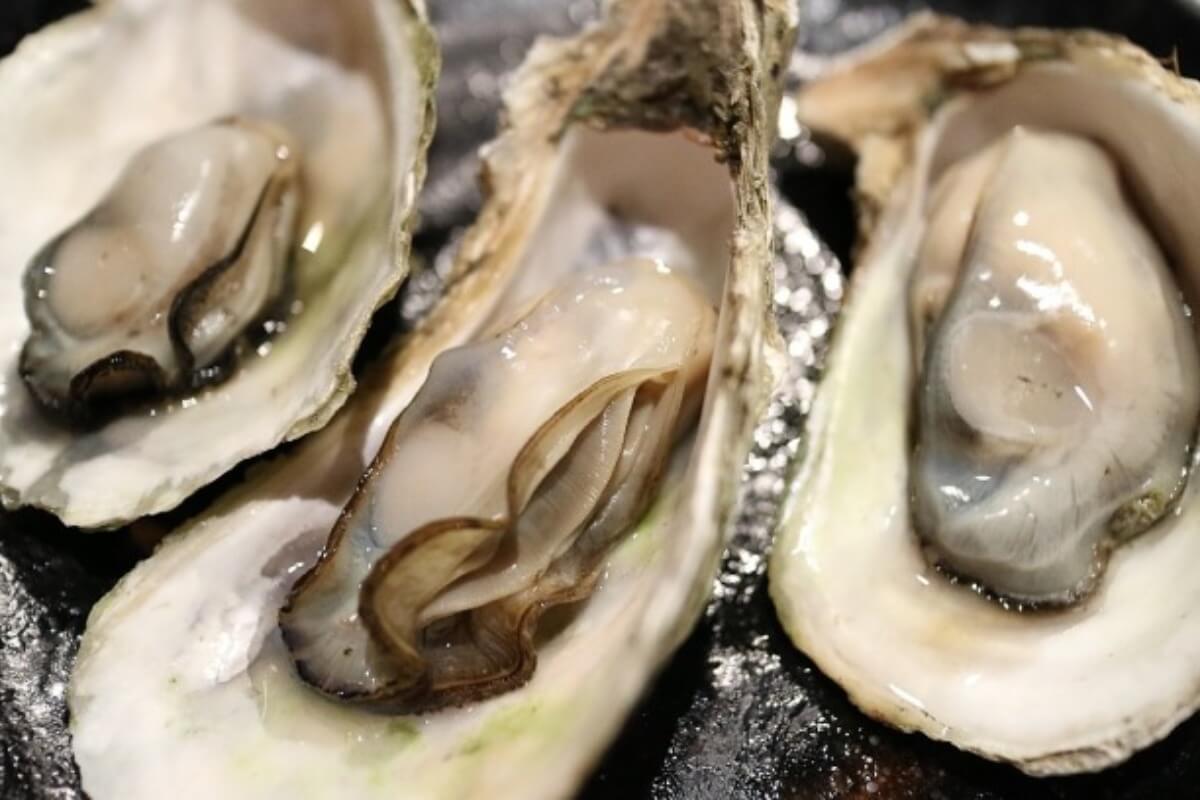 ベトナムの牡蠣養殖、日系企業が輸出基準に適した牡蠣の養殖に挑む