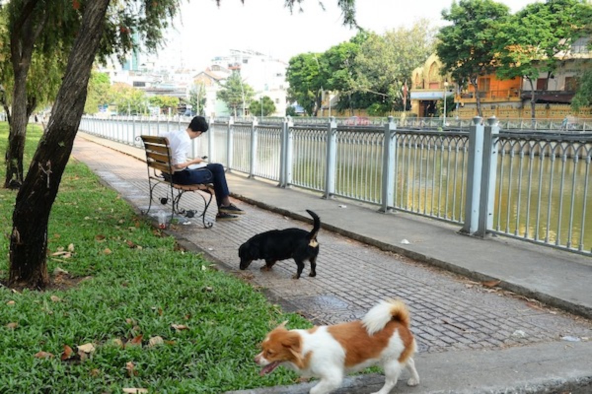 ホーチミン市の運河沿い、犬のトイレと化す