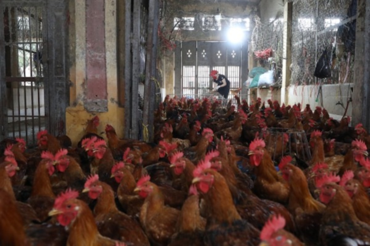 隣国で鳥インフルエンザ発生、ホーチミン市は感染地域の入国者を監視