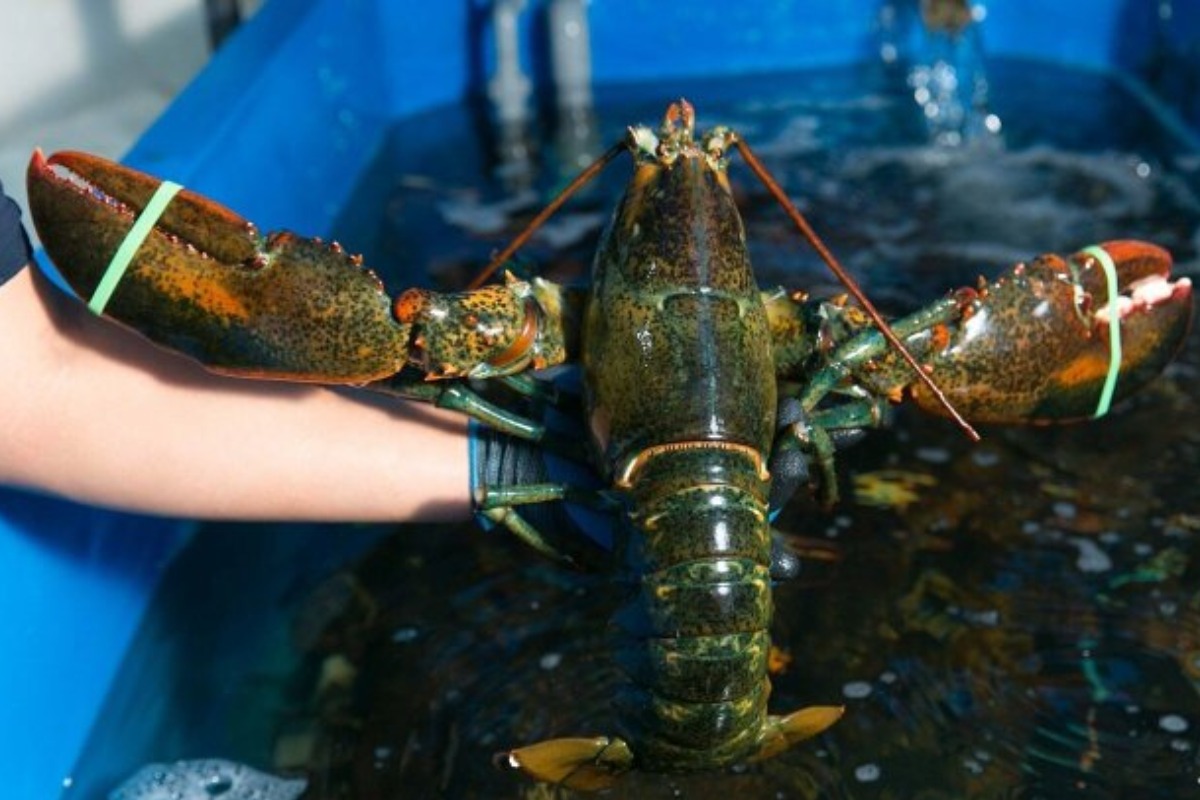 ベトナムでカナダ産水産物が人気、輸入額が倍増