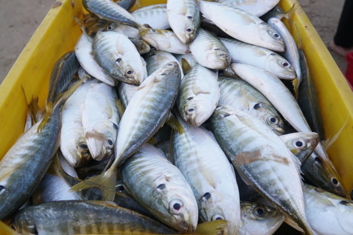ベトナムの水産養殖輸出、2025年までに10億ドルの見込み